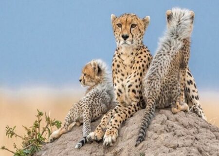 ذخیره بافت توله یوزپلنگ تلف‌شده برای شبیه‌سازی در آینده