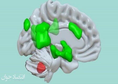 عملکرد جدید مخچه کشف شد