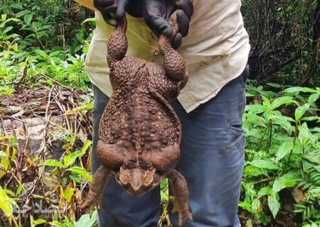 کشف وزغ غول پیکر در پارک ساحلی استرالیا