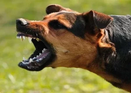 ثبت نخستین فوتی ناشی از هاری در لرستان