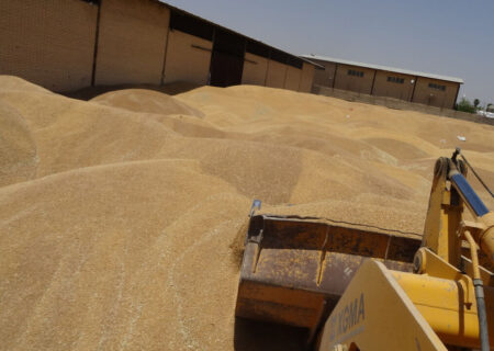 خرید تضمینی گندم از مرز ۶ میلیون تن فراتر رفت