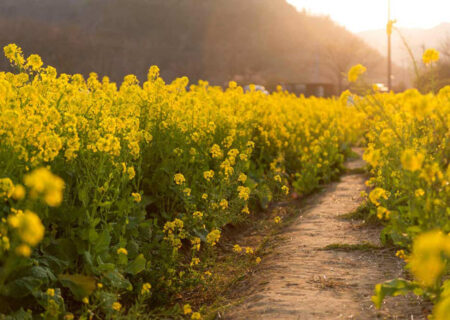 هر کیلو کلزا ۳۰ هزار تومان قیمت‌گذاری شد