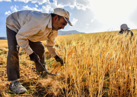 اقدام دیر هنگام، کشت قراردادی گندم را به سال بعد موکول کرد
