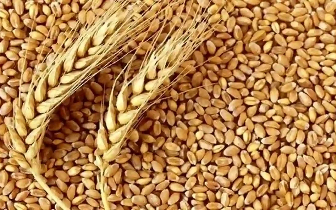 آخرین اخبار از قیمت خرید گندم از کشاورزان/ دولت غافلگیر شد؟