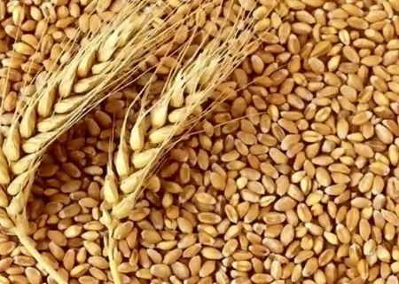 آخرین اخبار از قیمت خرید گندم از کشاورزان/ دولت غافلگیر شد؟