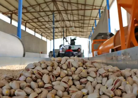 ارزآوری یک میلیارد دلاری صادرات پسته ایران