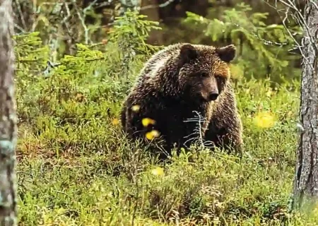 نجات خرس قهوه ای در شمیرانات