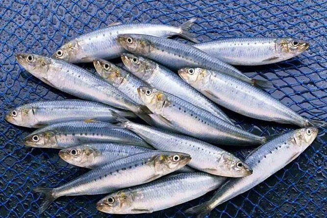 ظرفیت مدفون ساردین‌ماهیان؛ وقتی ثروت در کارخانه‌های آرد ماهی خاک می‌خورد