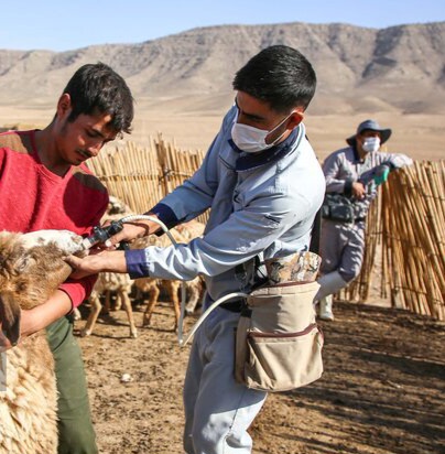 هشدار جدی درباره تب برفکی؛ واکسیناسیون دام سبک در اولویت فوری قرار گرفت