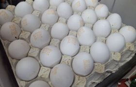 تخم‌مرغ شانه‌ای ۳۰۰ هزار تومان؛ وقتی بازار از نرخ اتحادیه جلو می‌زند