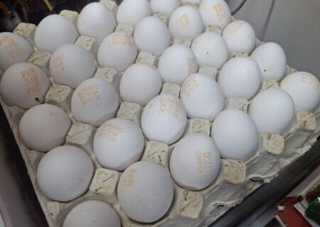 تخم‌مرغ شانه‌ای ۳۰۰ هزار تومان؛ وقتی بازار از نرخ اتحادیه جلو می‌زند