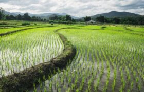 بحران کم‌آبی در سایه رکوردشکنی هند در تولید و صادرات برنج