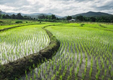 بحران کم‌آبی در سایه رکوردشکنی هند در تولید و صادرات برنج