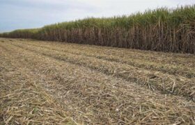 کاهش مصرف کاغذ با اجرای سامانه مدیریت زمین 