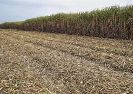 کاهش مصرف کاغذ با اجرای سامانه مدیریت زمین 