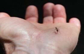 احتمال تداوم بیماری‌های تنفسی در فصل سرما / کنترل «تب دنگی» با تجهیزات نوین