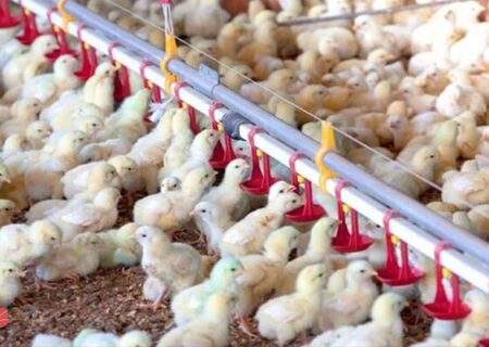 تولیدکنندگان مرغ معترضند/ قیمت مرغ و تخم‌مرغ کاهش یافت، اما نهاده‌ها را ۴ برابر می‌خریم!