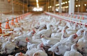 اثر کالابرگ بر بازار مرغ و تخممرغ