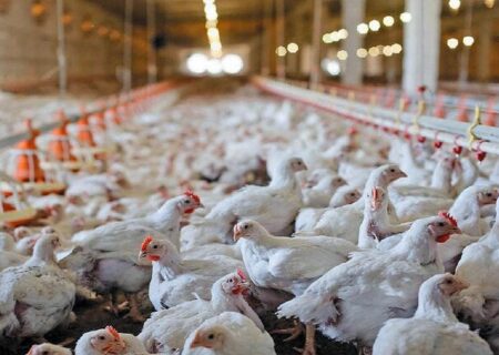 اثر کالابرگ بر بازار مرغ و تخم‌مرغ