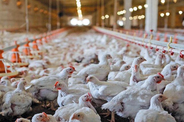 اثر کالابرگ بر بازار مرغ و تخم‌مرغ